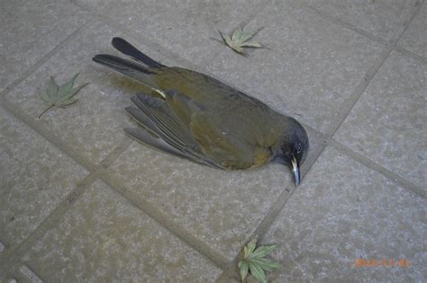 陽台有死掉的小鳥|【鳥死在陽台怎麼處理】鳥兒飛進陽台不幸身亡處理指南